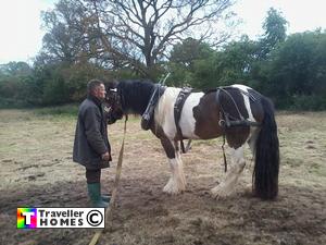 horse