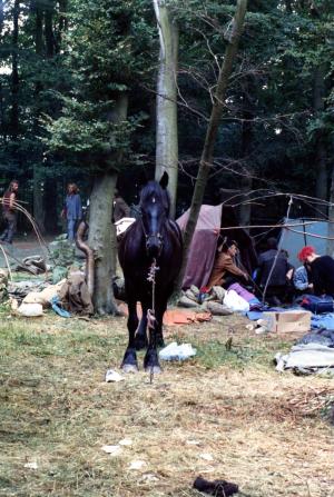 horse,cholderton woods